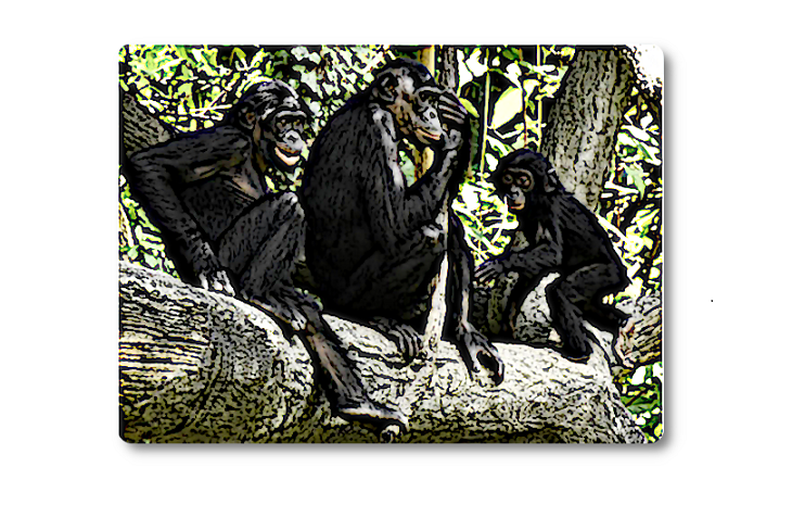Les bonobos (pan paniscus)
