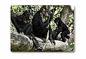 The Bonobo, a singular species