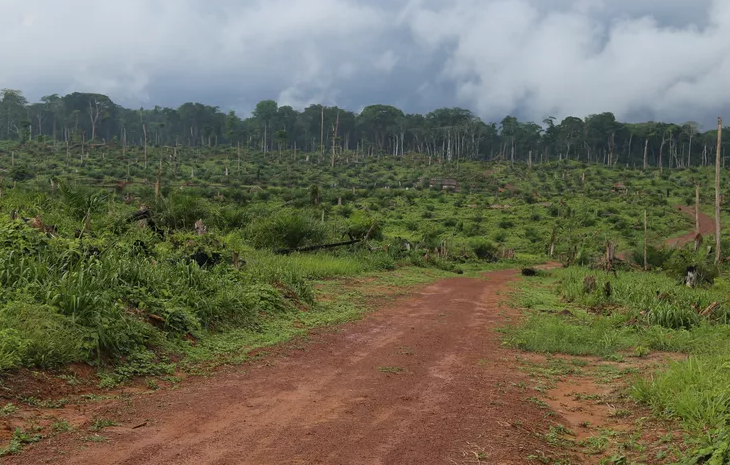 End of the moratorium on logging in the DRC ?