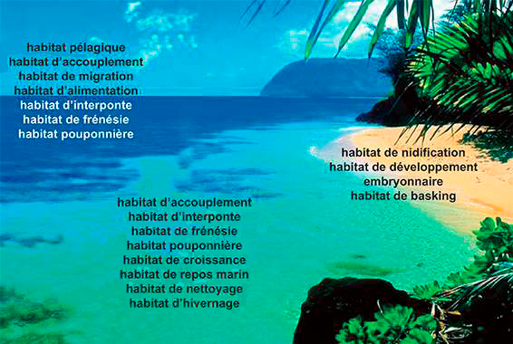 habitats des tortues marines